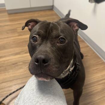 Rescue American Staffordshire Terrier Dogs for Adoption in Columbia, South Carolina - Tug | PetCurious