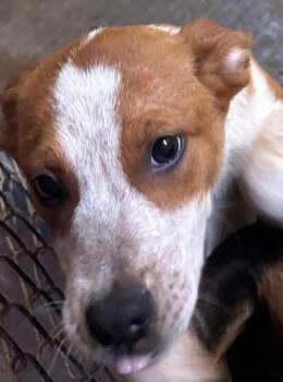 Australian Cattle Dog Blue Heeler Dogs Available for Adoption in Elizabethton, Tennessee - JELLY | PetCurious