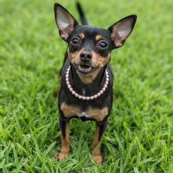 Riley -  Chihuahua and Miniature Pinscher Dog for Adoption in Las Vegas, Nevada - Riley | PetCurious