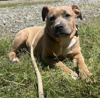 Labrador Retriever and Terrier Dogs Available for Adoption in Wetumpka, Alabama - 260476  Hazel | PetCurious