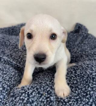 Patrick -  Terrier Dog for Adoption in Lawrenceville, Georgia - Patrick | PetCurious