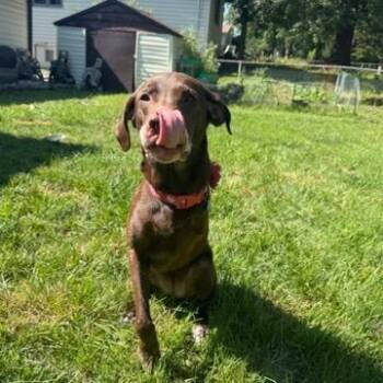Bailey -  Chocolate Labrador Retriever Dog for Adoption in Festus, Missouri - Bailey | PetCurious