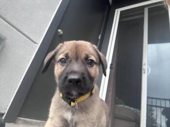 FINCH -  Australian Shepherd Dog for Adoption in Broomfield, Colorado - FINCH | PetCurious