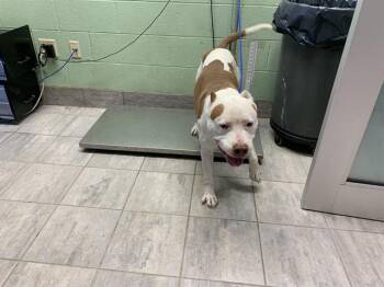 American Staffordshire Terrier and Mixed Breed Dogs Available for Adoption in Grand Prairie, Texas - PABLO | PetCurious