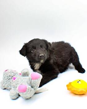 Rottweiler and Catahoula Leopard Dog Dogs Available for Adoption in Morton Grove, Illinois - Neptune | PetCurious