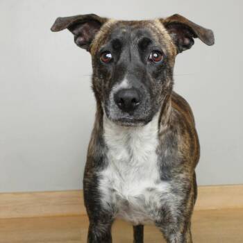 Plott Hound and Labrador Retriever Dogs Available for Adoption in Minnetonka, Minnesota - Lulu D68955 | PetCurious