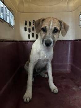 Miss Honey -  Mixed Breed Dog for Adoption in Fresno, California - Miss Honey | PetCurious