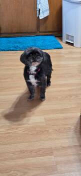 Shih Tzu and Poodle Dogs Available for Adoption - Happy | PetCurious