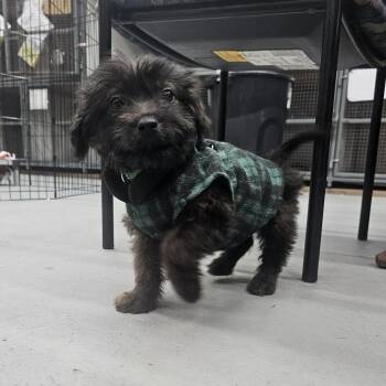 Chihuahua and Dachshund Dogs Available for Adoption - Sunny The Mixed Breed Puppy! | PetCurious