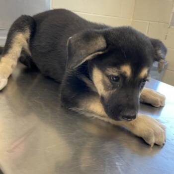 Shepherd and Mixed Breed Dogs Available for Adoption in Austin, Texas - Lyric | PetCurious