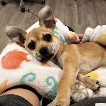 Chippy AKA CiCi -  Chihuahua Dog for Adoption in Chesapeake, Virginia - Chippy AKA CiCi | PetCurious