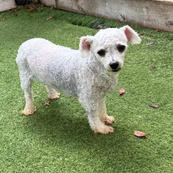 Dana 3569 -  Maltese and Poodle Dog for Adoption in Loxahatchee Groves, Florida - Dana 3569 | PetCurious