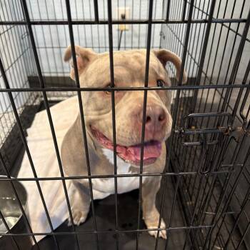 Athena -  Mixed Breed Dog for Adoption in Port Charlotte, Florida - Athena | PetCurious