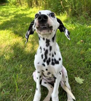 PERDY -  Dalmatian Dog for Adoption in Geneva, Illinois - PERDY | PetCurious