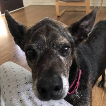 Shepherd and Mixed Breed Dogs Available for Adoption in Houston, Texas - Wally | PetCurious