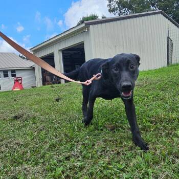 Rain -  Mixed Breed Dog for Adoption in Hopkinton, Massachusetts - Rain | PetCurious