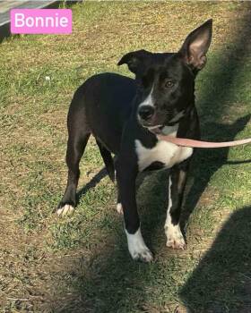 Rescue Terrier Dogs for Adoption in Puyallup, Washington - Bonnie | PetCurious