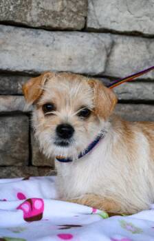 Chihuahua and Shih Tzu Dogs Available for Adoption in Yakima, Washington - Saucy | PetCurious