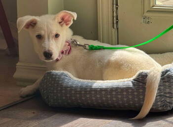 Rescue Labrador Retriever Dogs for Adoption in New York, New York - Sammie (AL) | PetCurious