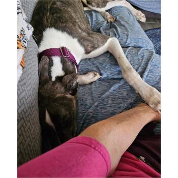 Lazarus -  Greyhound Dog for Adoption in Tarpon Springs, Florida - Lazarus | PetCurious