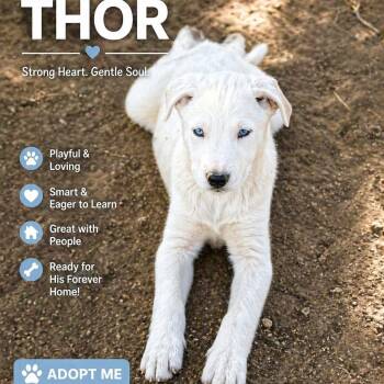 Husky and Australian Shepherd Dogs Available for Adoption in Agua Dulce, California - Thor | PetCurious