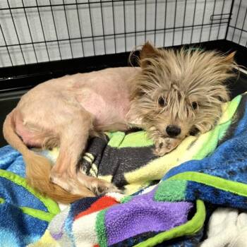 BLITZ -  Cairn Terrier Dog for Adoption in Long Beach, California - BLITZ | PetCurious