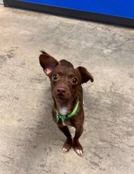 Chip -  Chihuahua Dog for Adoption in Minot, North Dakota - Chip | PetCurious