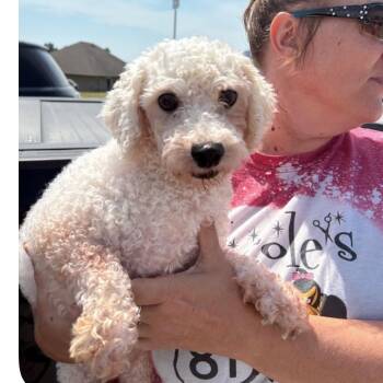 Crystal -  Bichon Frise Dog for Adoption in Normal, Illinois - Crystal | PetCurious