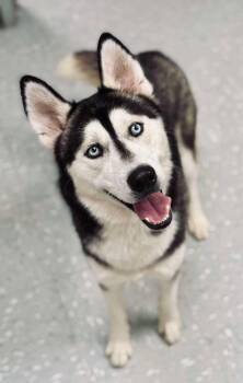 Rescue Husky Dogs for Adoption in New Philadelphia, Ohio - Vango | PetCurious