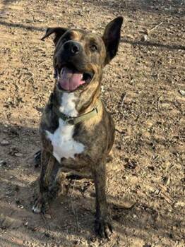 Mastiff Dogs Available for Adoption - Keda | PetCurious