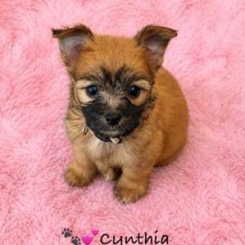 Maltese and Yorkshire Terrier Dogs Available for Adoption in Lodi, California - Cynthia | PetCurious