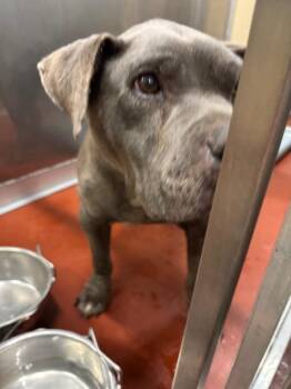 Pit Bull Terrier Dogs Available for Adoption in Douglasville, Georgia - Lucinda | PetCurious