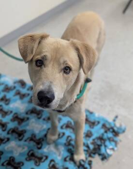 *Jupiter* -  Labrador Retriever Dog for Adoption in Salt Lake City, Utah - *Jupiter* | PetCurious