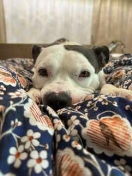 HONEY -  Pit Bull Terrier Dog for Adoption in Charlotte, North Carolina - HONEY | PetCurious