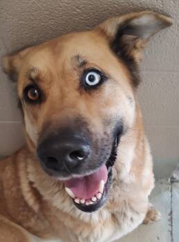 Daisy -  Shepherd Dog for Adoption in Quincy, California - Daisy | PetCurious