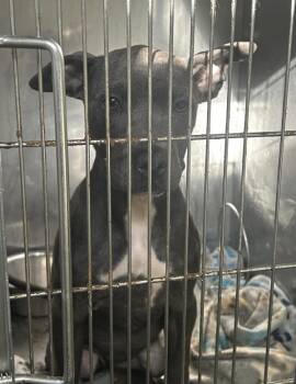 Rescue Pit Bull Terrier Dogs for Adoption in Mobile, Alabama - Virginia | PetCurious