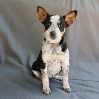 Australian Cattle Dog Blue Heeler and Mixed Breed Dogs Available for Adoption in Richmond, California - BAMBI | PetCurious