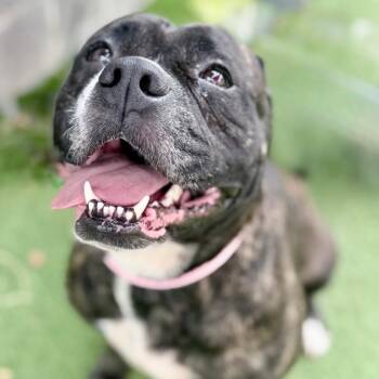 Diva -  American Staffordshire Terrier and Boxer Dog for Adoption in Chattanooga, Tennessee - Diva | PetCurious