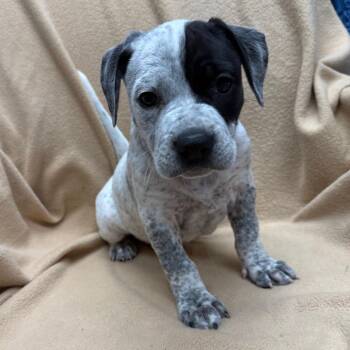 Eos -  Mixed Breed Dog for Adoption in St. Peters, Missouri - Eos | PetCurious
