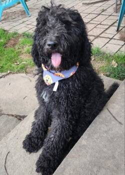Luigi *Adopt or Foster* -  Standard Poodle Dog for Adoption in Fairfax, Virginia - Luigi *Adopt Or Foster* | PetCurious