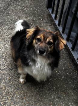 Papillon and Chihuahua Dogs Available for Adoption in Memphis, Tennessee - Nutmeg | PetCurious