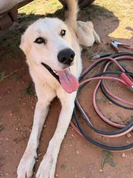 Labrador Retriever Dogs Available for Adoption in Dripping Springs, Texas - Charlie  | PetCurious