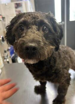 Cairn Terrier and Mixed Breed Dogs Available for Adoption in Visalia, California - FLYNN | PetCurious