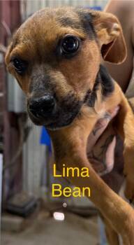 Lima Bean -  Shepherd Dog for Adoption in Saint Francisville, Louisiana - Lima Bean | PetCurious