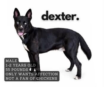 Dexter -  Mixed Breed Dog for Adoption in Ashland, Kentucky - Dexter | PetCurious