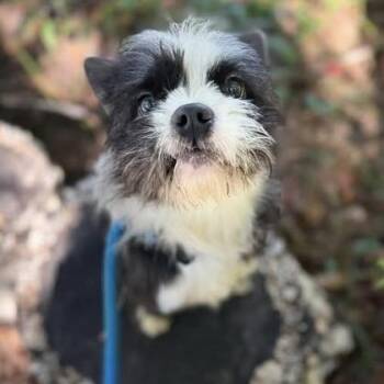 Oreo (Tuxedo Mask) -  Mixed Breed Dog for Adoption in Arlington, Virginia - Oreo (Tuxedo Mask) | PetCurious