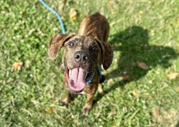 Rescue Black And Tan Coonhound and Mixed Breed Dogs for Adoption in Brentwood, Missouri - NOVA | PetCurious