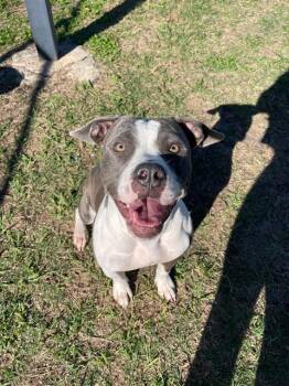 Rescue Pit Bull Terrier Dogs for Adoption in Pasadena, Texas - NOVA | PetCurious