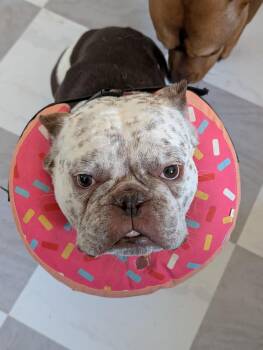 American Bully Dogs Available for Adoption - Cannoli | PetCurious