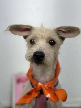 My love-One of our Amazing Rescue Dogs -  Schnauzer and Schnoodle Dog for Adoption in Carlsbad, California - My Love-One Of Our Amazing Rescue Dogs | PetCurious